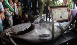 Ngư dân bắt được cá ngừ vây xanh 350kg được công nhận kỷ lục VN